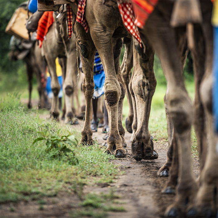 safari-en-kenia-animales-caminando
